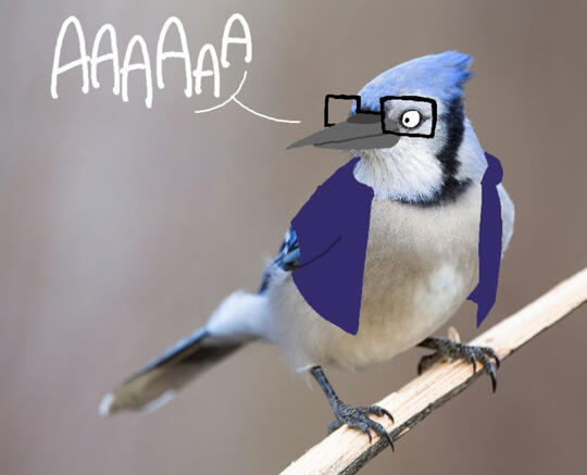 a picture of a blue jay, edited to have a larger beak and cartoonish eyes, with black square glasses and a purple short-sleeved hoodie drawn over it. it is screaming 'AAAAAA' in white text.